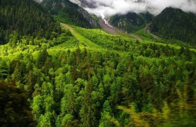 中国的原始森林有哪些地方?