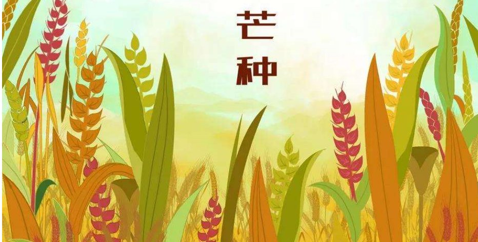 芒种是什么意思，读音是什么