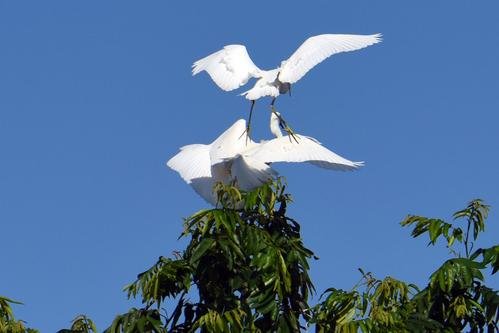 《绝句》中“两个黄鹂鸣翠柳”,为何不是“两只”?