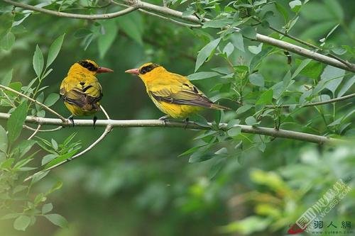 《绝句》中“两个黄鹂鸣翠柳”,为何不是“两只”?