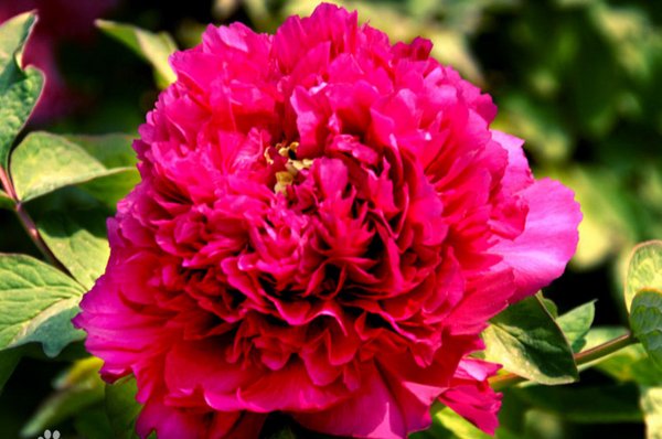 为什么花儿这么红