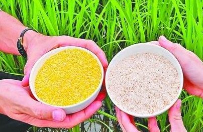 转基因大米是什么？吃了有何危害