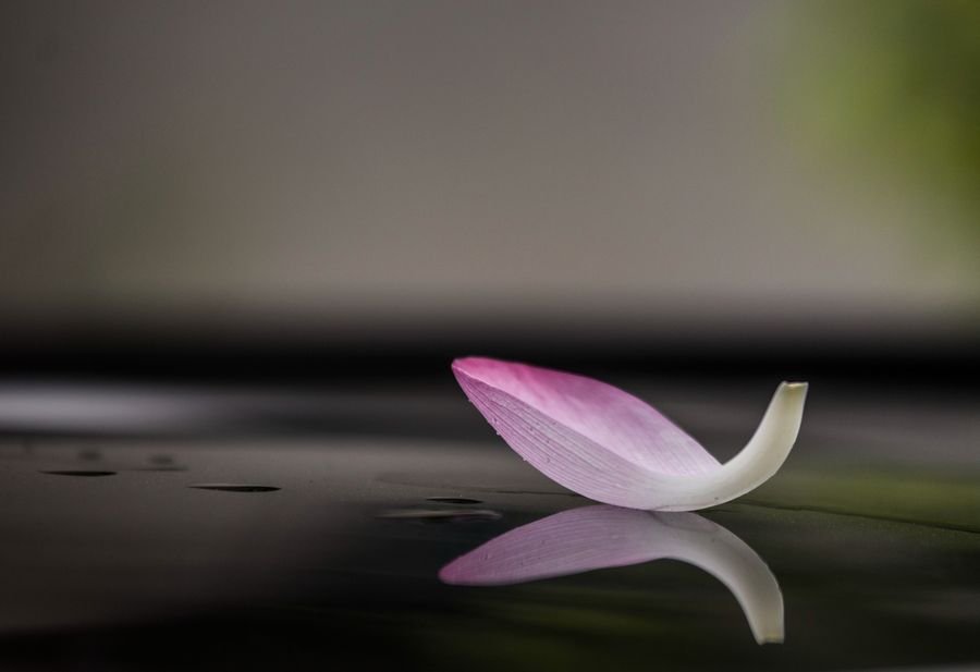 一花一世界,一叶一菩提的意思什么?