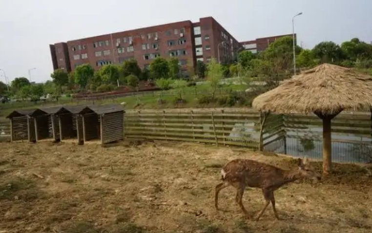 江西师范大学怎么样