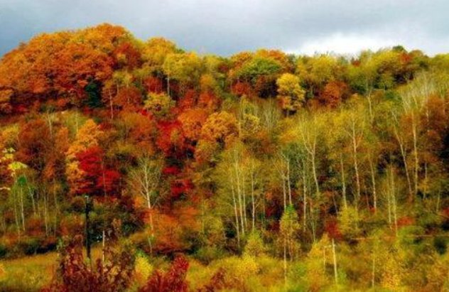 中国的原始森林有哪些地方?