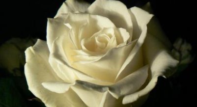 红玫瑰与白玫瑰，什么意思？