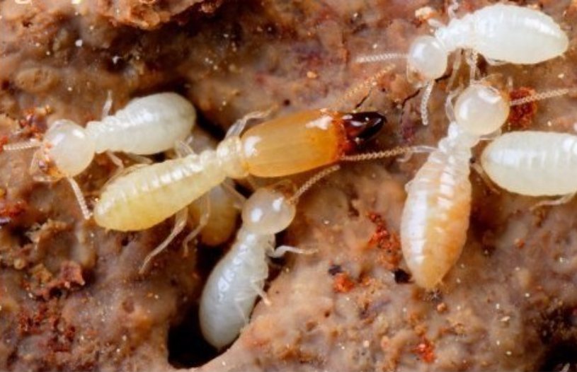 白蚂蚁对人有什么危害，咬人的后果会怎样？