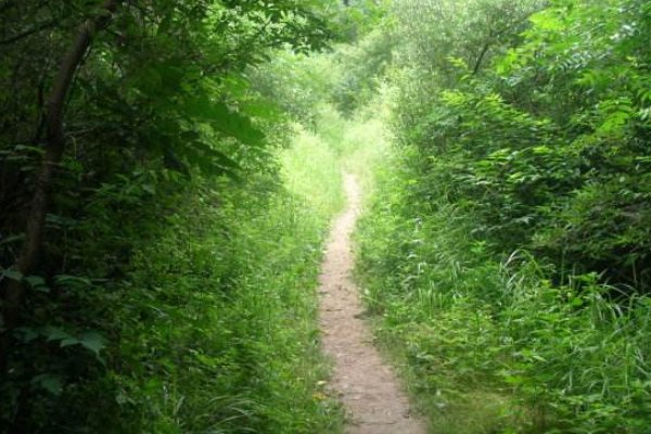 绿荫不减来时路添得黄鹂四五声的意思是什么?