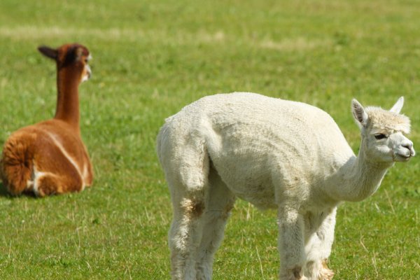 羊驼现在一只多少钱?
