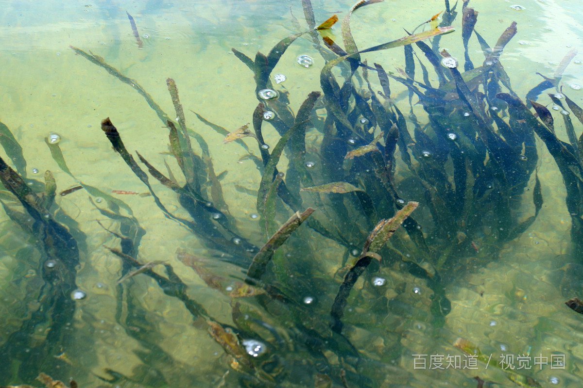 海里的植物有哪些