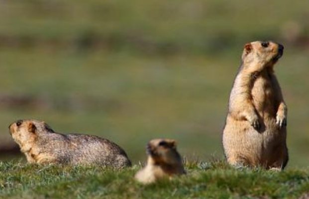 什么是腺鼠疫？这种病毒的临床表现是什么？