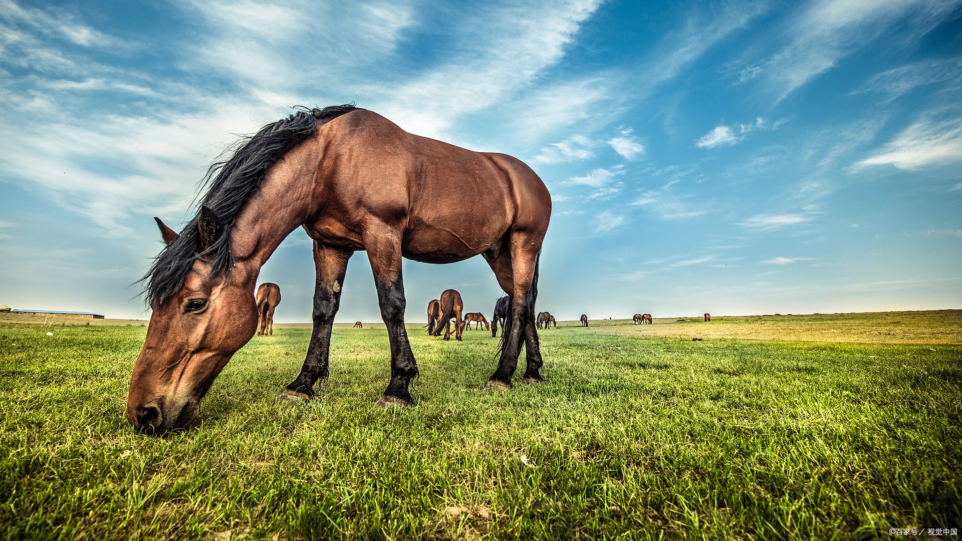 提到上好的马匹，那就不得不提到汗血宝马，那你知道汗血宝马多少钱一匹吗？