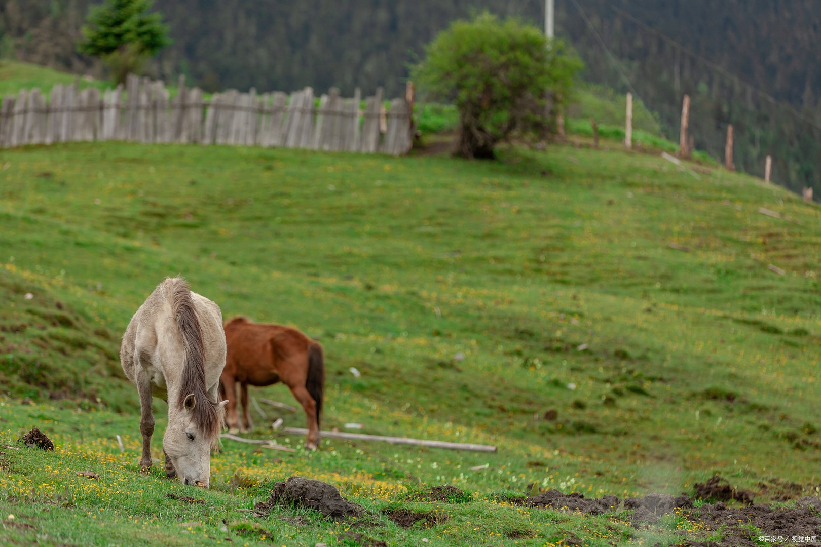 提到上好的马匹，那就不得不提到汗血宝马，那你知道汗血宝马多少钱一匹吗？