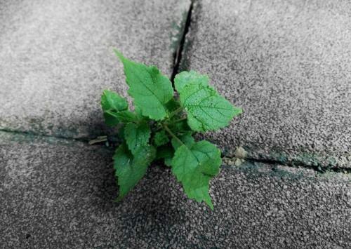 “强”的多音字组词有哪些？