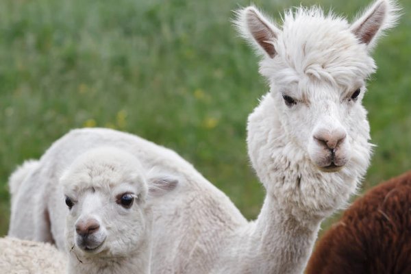 羊驼现在一只多少钱?