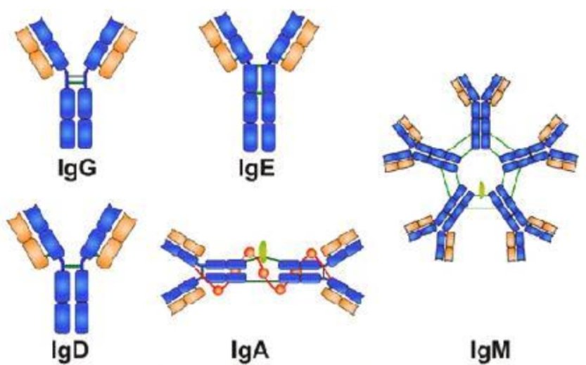 ig是什么意思啊？