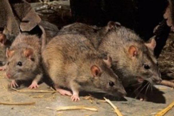 什么是腺鼠疫？这种病毒的临床表现是什么？