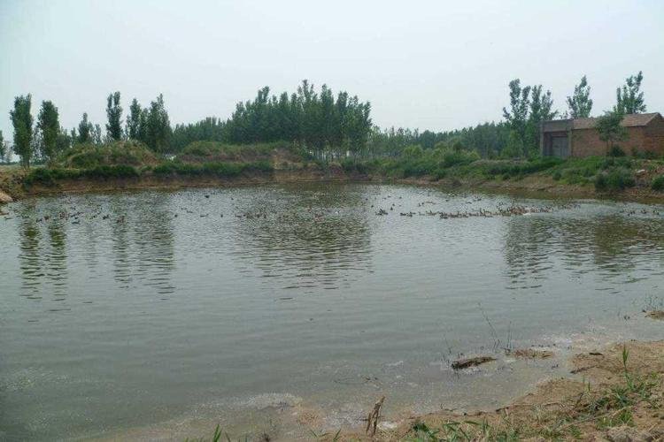 二年级一什么鱼塘？