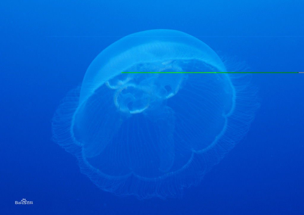 帆水母的介绍