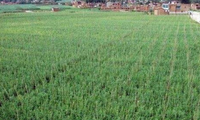 1亩多大？ 公顷和亩怎么换算？