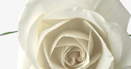 红玫瑰与白玫瑰，什么意思？