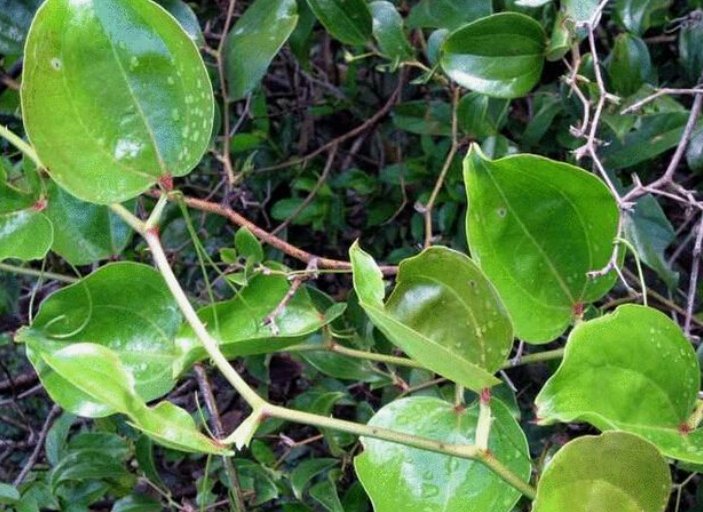 农村山上的红藤花有什么作用和功效呢？