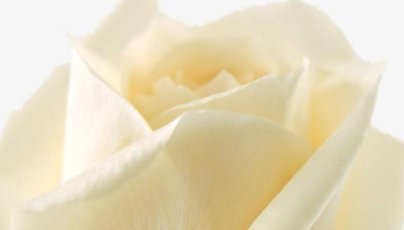 红玫瑰与白玫瑰，什么意思？