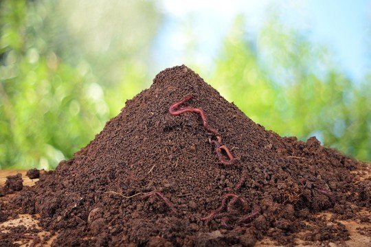 蚯蚓的作用是什么？