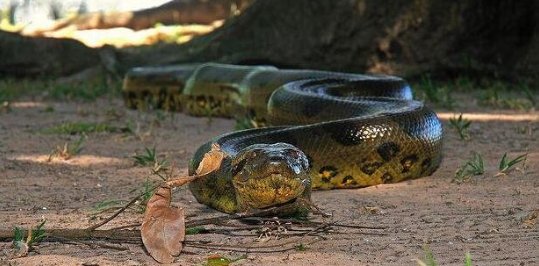 亚马逊河的四大杀手有哪些？除了刺鲶、电鳗、食人鱼，还有哪个？