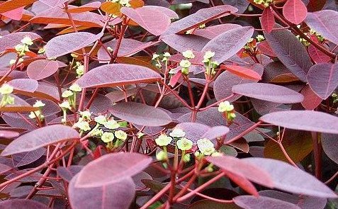 红栌和黄栌的区别是什么?