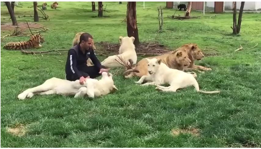 如何成为一名动物园的饲养员？