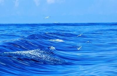 中国四大海域是哪四个?