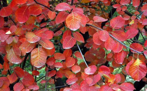 红栌和黄栌的区别是什么?