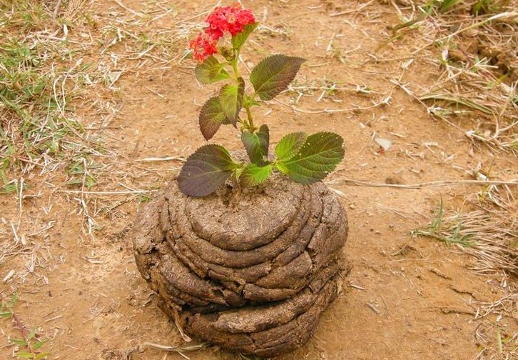 牛粪怎么发酵？