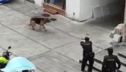 重庆北碚民警当街击毙烈犬引争议，这条德牧什么来历？