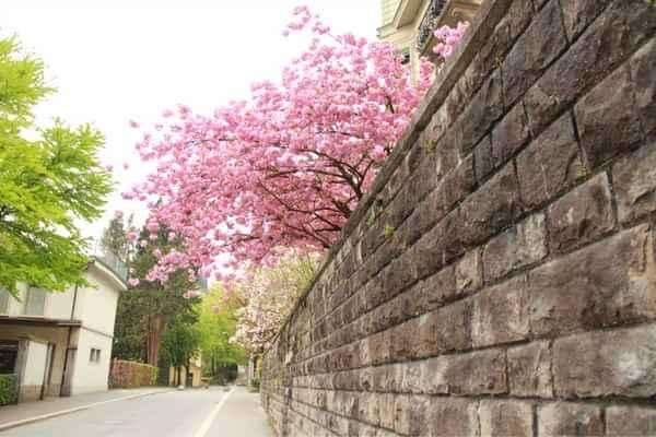 “一枝红杏出墙来”是什么意思？