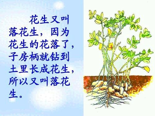 花生会让我们想到哪些默默无闻做贡献的人看到下面的事物，你会想到哪些人选其中的一个，试着写一段话