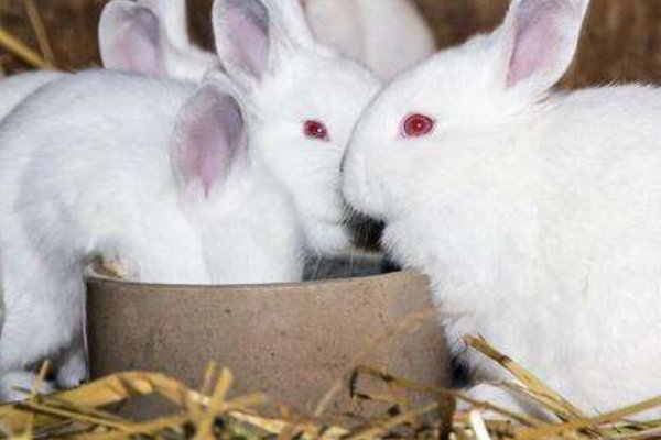 动物的家分别叫什么?