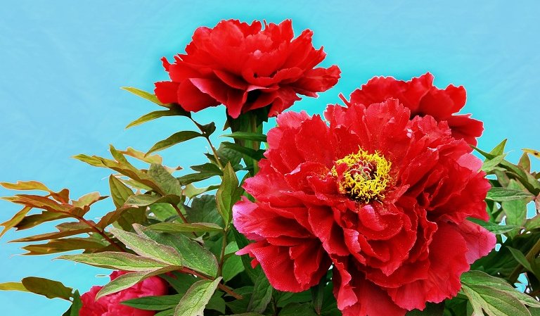 全国各省的省花是什么