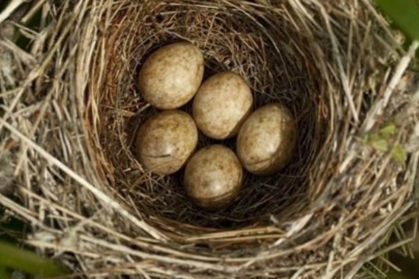 动物的家分别叫什么?