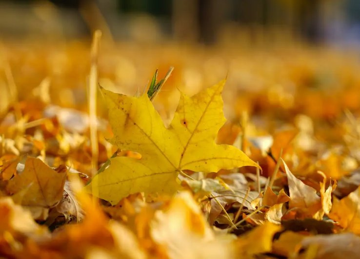 秋天的落叶像什么又像什么？