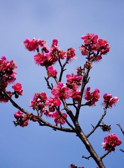 一年十二月每月开什么花