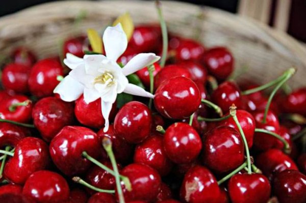 车厘子产地是？