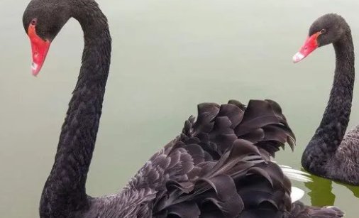 黑天鹅的寓意是什么呢？