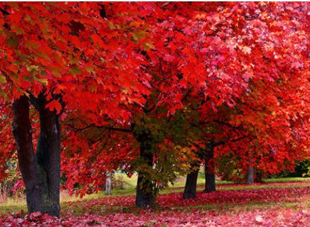 火红火红写句子