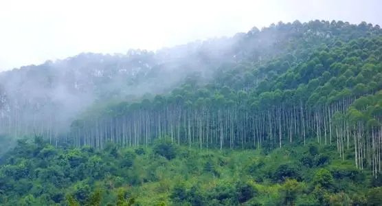 桉树一年喷一次草可以吗