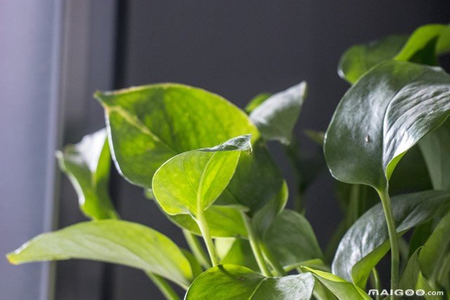 什么植物最吸甲醛