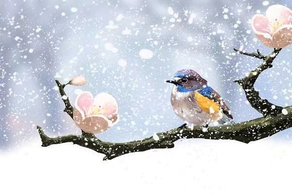 百灵鸟是哪一类人