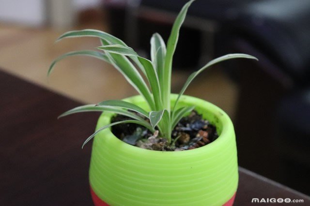 什么植物最吸甲醛