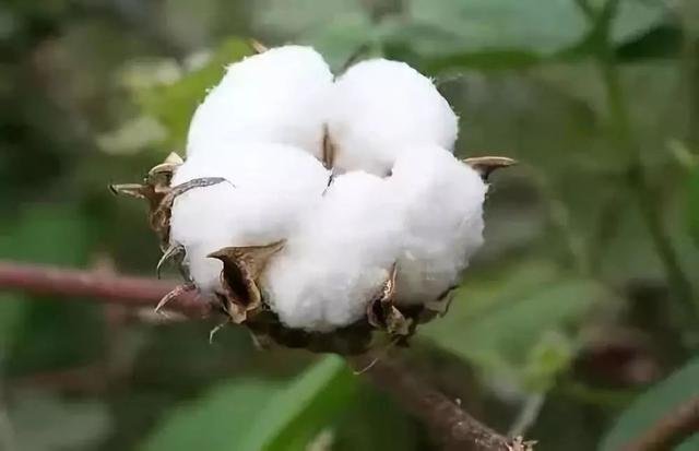 多家平台下架HM商品,这是发生了什么事?